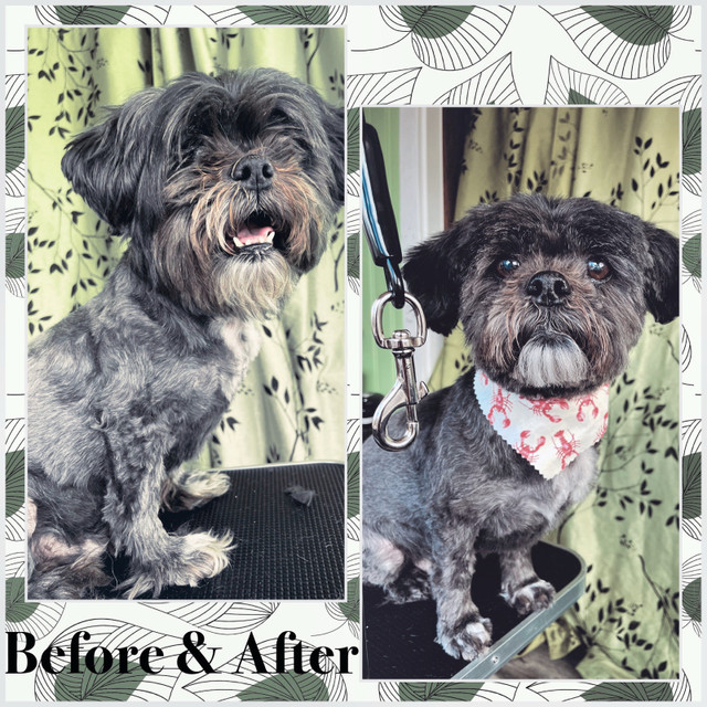 Dog Grooming in Animal & Pet Services in Calgary - Image 2
