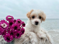 **SPECIAL** Chiot Caniche Miniature || Miniature Poodle Puppy
