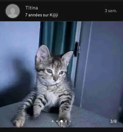 bébé chaton femelle , View more