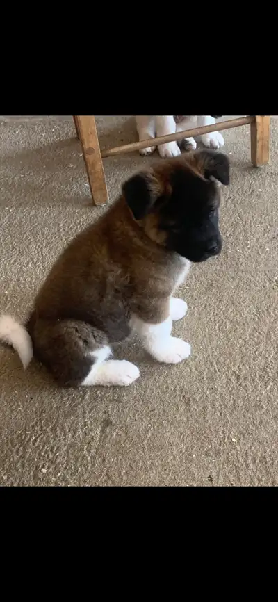 Chiots Akita à vendre, View more