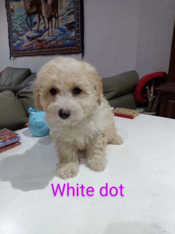 Toy/mini poodle puppies looking for permanent home Dogs & Puppies for