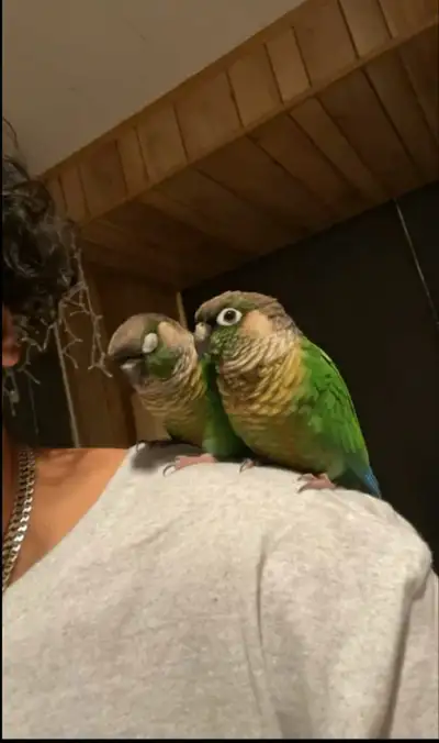 GREEN CHEEKED CONURES PAIR **, View more