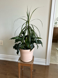 Dragon tree and Peace Lily 
