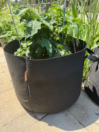 Healthy Tomato Plant in Large Fabric Grow Bag with Cage., View more