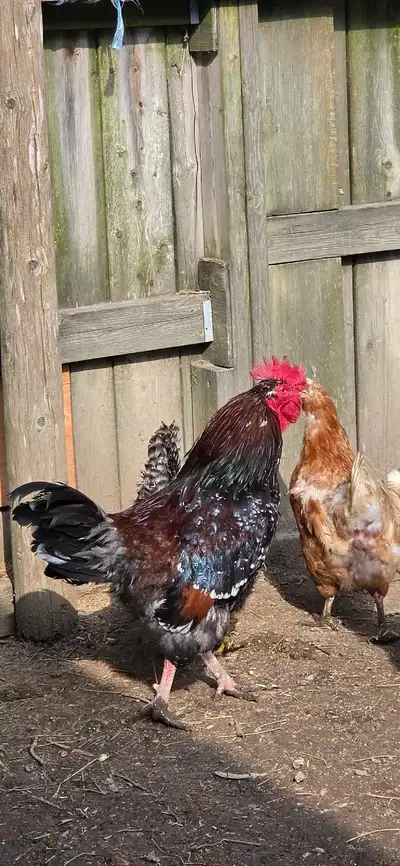 Rooster for sale, View more