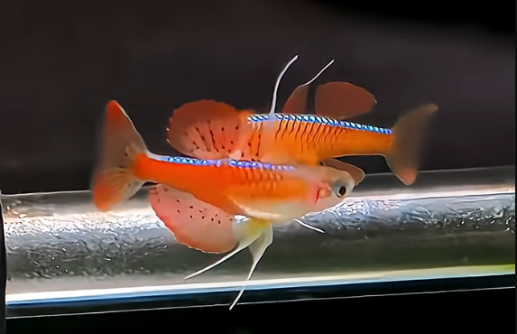 Stunning Home-Bred Red Neon Blue Eye Rainbowfish (Luminatus) | Fish for ...