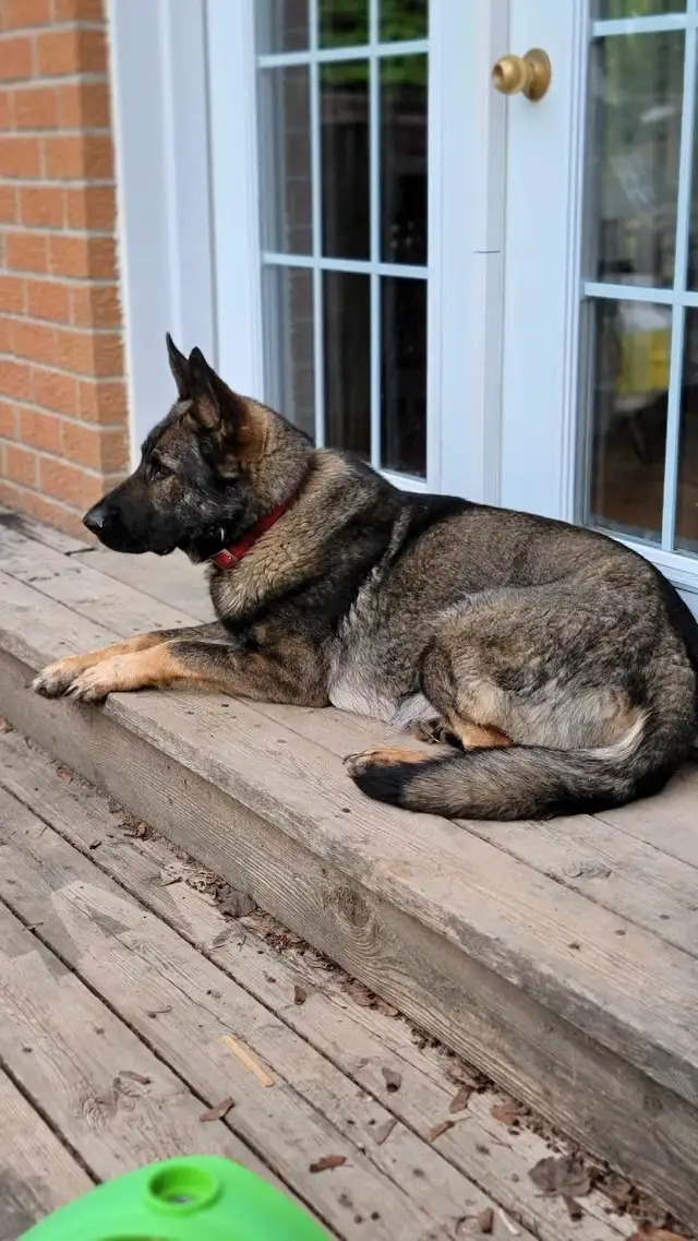 German Shepherd Puppies in Dogs & Puppies for Rehoming in Stratford - Image 9