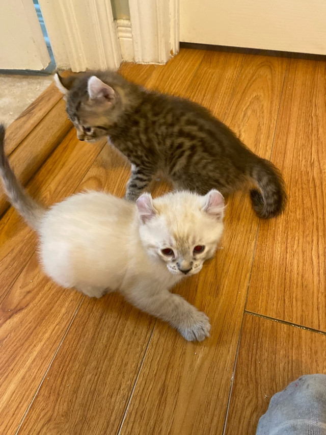 Highland lynx tout inclus  dans Chats et chatons à adopter  à Sherbrooke