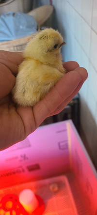 Silkie chicks and hatching eggs available April 14th