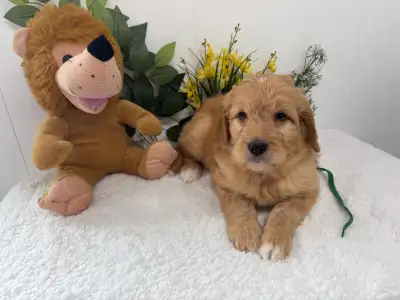 Toujours disponible à qui la chance il me reste 2 magnifiques femelles Goldendoodle .Ma mère est une...