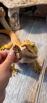 discoid roaches in Reptiles & Amphibians for Rehoming in Dartmouth - Image 3