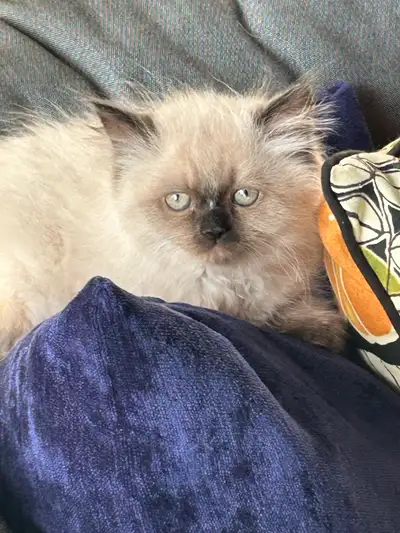  Chaton himalayen seal point pour adoption, View more