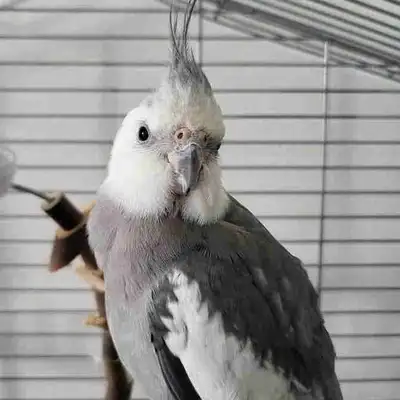 cockatiel white face , View more