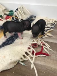 Mini Pigs 