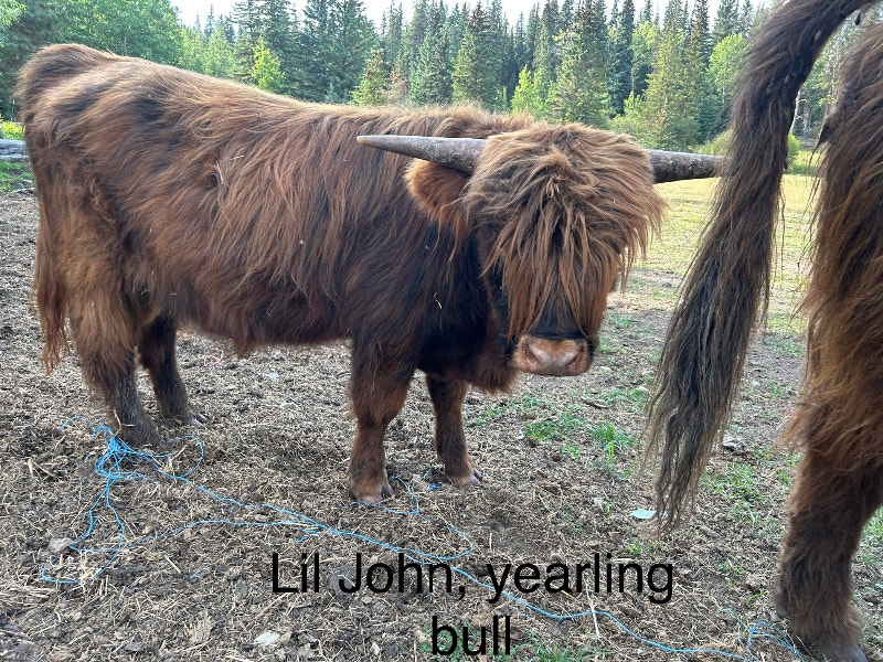 Highland herd in 150 mile house Livestock Williams Lake Kijiji