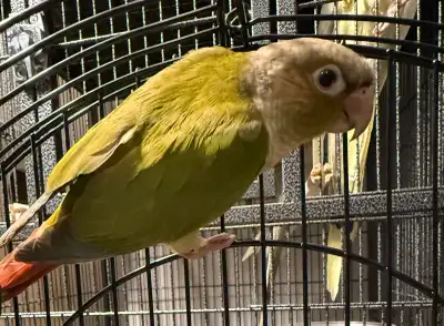 Cinnamon Green-Cheek Conure baby available, View more