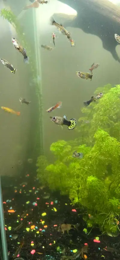 Guppy fish juvenil, View more