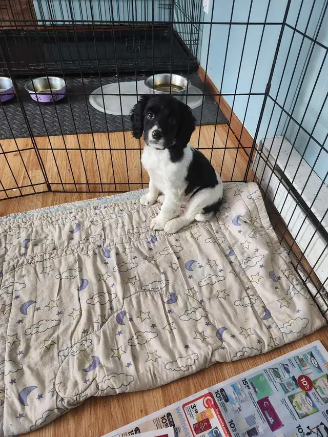 *Ready to go* English Springer Puppies in Dogs & Puppies for Rehoming in Truro - Image 2