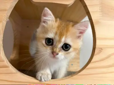 Female Golden British Shorthair Kitten, View more