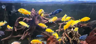 Yellow Labs mbuna, Lemon Jake Peacock Sale, View more