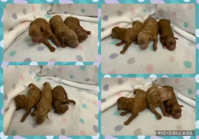 chiot Caniche toy pur race, View more