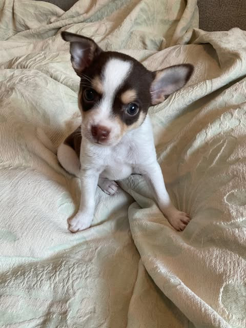 Chihuahuas à vendre dans Chiens et chiots à adopter  à Ville de Montréal