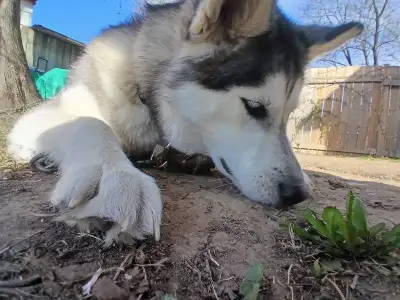 1 year old female husky, View more
