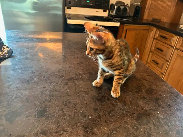 Chaton Bengal - Femelle in Cats & Kittens for Rehoming in Sherbrooke - Image 5