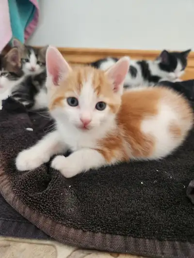 6 week old kittens in need of a home, View more