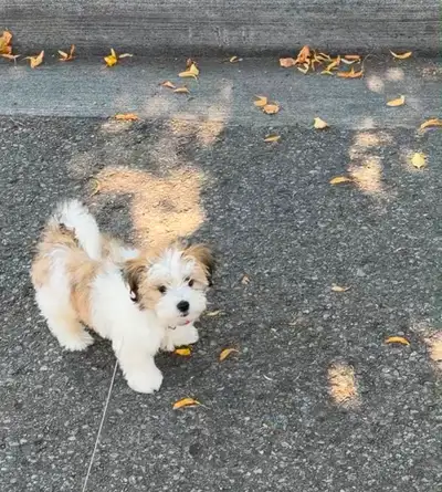 Shih Tzu & Maltese Mix Puppy boy, View more