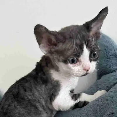 Beautiful Devon Rex kitten available from a TICA registered breeder. This adorable [boy] is [Smoke B...