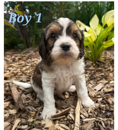 mini Cavapoo, View more
