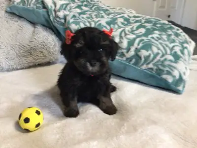 **** Schnoodle Pups are  Ready  For Adoption  ****, View more