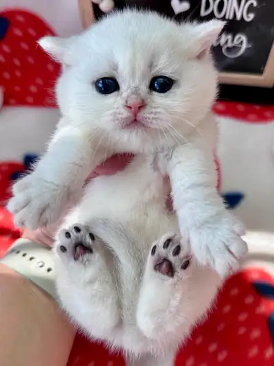PUREBRED SILVER CHINCHILLA SCOTTISH KITTENS!, View more