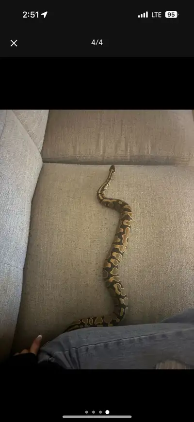 ball python , View more