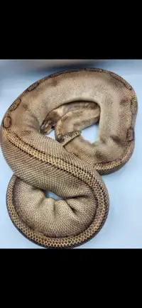 Ball Python Proven Breeder Females/Femelles python royal adultes