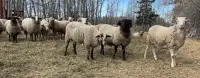Hogget - yearling  lambs for sale