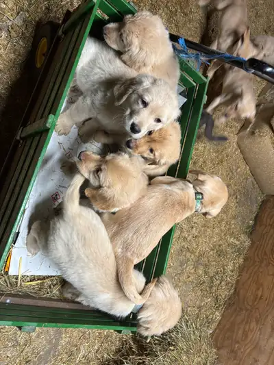 We have 6 beautiful 3/4retreiver-1/4 lab puppies, ready to go to their forever homes. 6 male…. Vet c...
