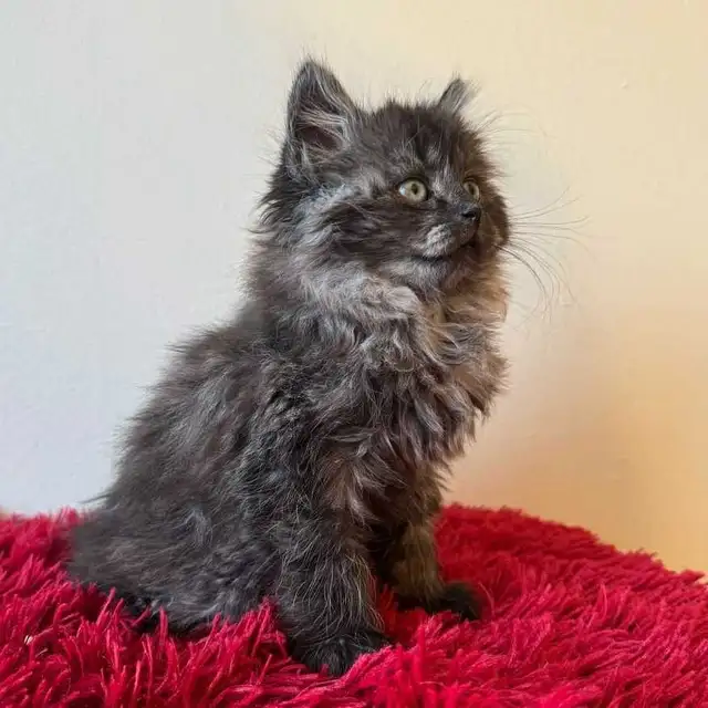 Vaccinated Siberian kitten