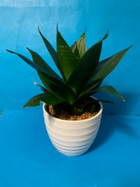 Beautiful Plant with beautiful inner & outer planter $25