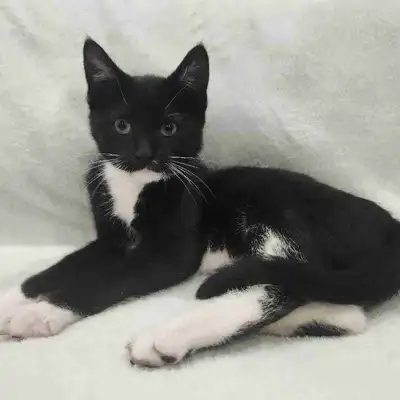 Male kittens looking for a new home!, View more