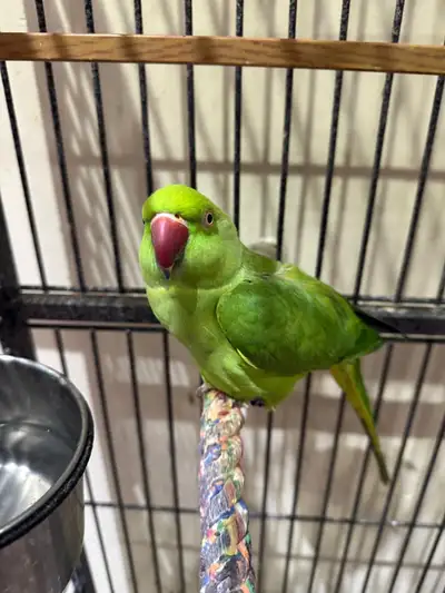 Beautiful female Indian Ringneck Parrot looking for a loving home. • Age: Young adult • Temperament:...