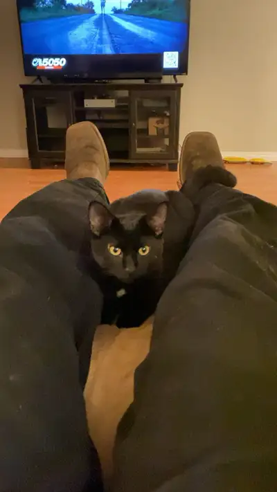 kitties for rehoming, View more