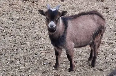 Doc was born beginning of April. Pure bred Nigerian Dwarf, not registered. Closed, healthy herd. Ver...