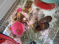 3 quinea pigs needing a loving home!