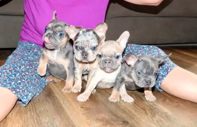 SPECIAL FETE DES PÈRES Magnifiques chiots Bouledogue français (frenchie) femelles nées le 20 avril c...