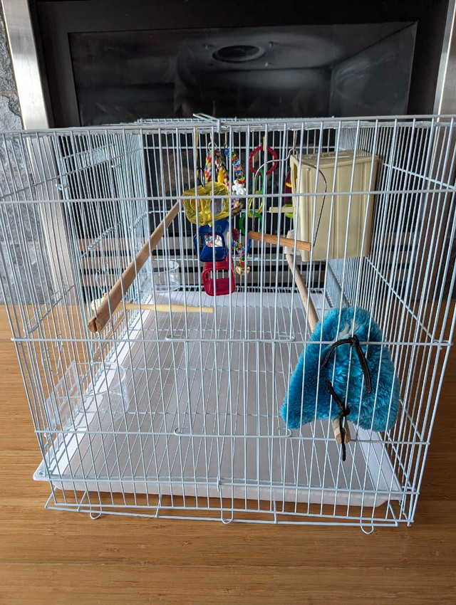 Bird cage in Birds for Rehoming in Delta/Surrey/Langley - Image 4