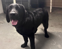 URGENT male lab needs rehoming / new space 