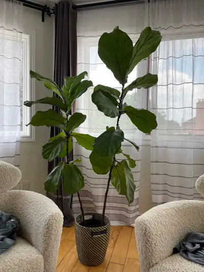 Fiddle Leaf Fig, View more