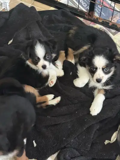 toy Australian puppies, View more